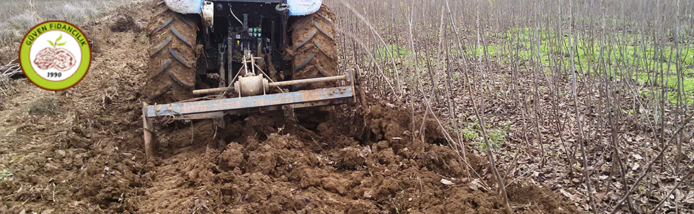 açık köklü ceviz fidanı