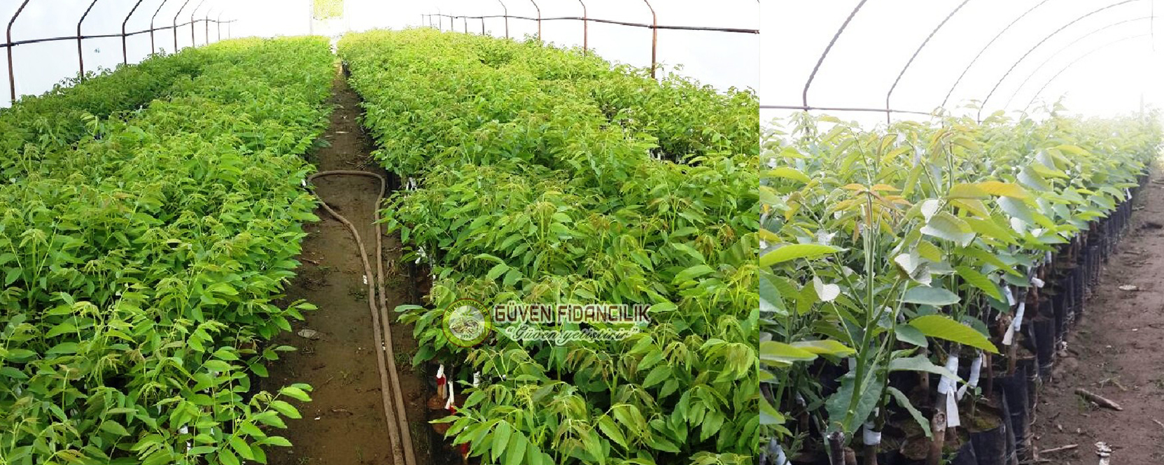 tuplu-fernor-ceviz-fidani